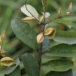 Combretum celastroides Frucht