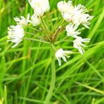 Allium denudatum Flower