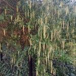 Garrya elliptica Yeri