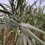 Arundo donaxبرگ