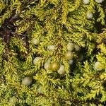 Juniperus brevifolia Kita