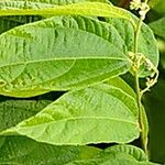 Microcos paniculata Fleur