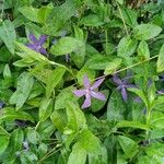 Vinca herbacea Habitus