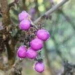 Callicarpa mollis 果