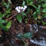 Disperis humblotii Hábito