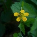 Geum urbanumKukka