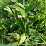 Vicia bithynica Arall