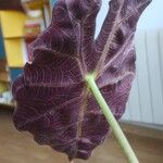 Alocasia sanderiana Blad