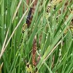 Carex nigra Fleur