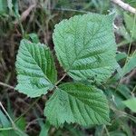 Rubus caesius Folha