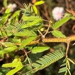 Mimosa polycarpa Blatt