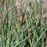 Poa glauca Habit