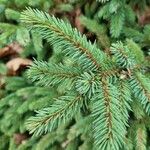 Picea mariana Blatt