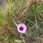 Ipomoea cordatotriloba Flower