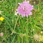 Knautia arvernensis Fiore