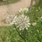 Astrantia major花