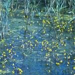 Utricularia australis 花