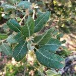 Quercus rotundifolia Leaf