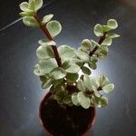 Portulacaria afra Folio