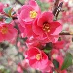 Chaenomeles japonica花