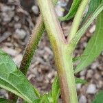 Echinacea angustifolia Кора