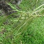 Parkinsonia aculeata Leaf