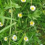 Bellis annua Floare