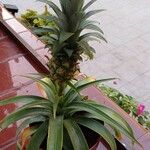 Ananas comosusFrugt