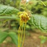Strophanthus hispidus Flower