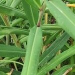 Hedychium coccineum Leaf