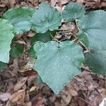 Pericallis appendiculata Leaf