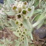 Phlomis italica Λουλούδι