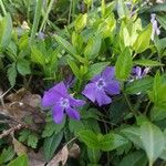 Vinca minorFlor