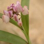 Polystachya rhodoptera Flower