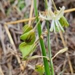 Trachyandra saltii Owoc