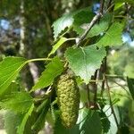 Betula populifolia Foglia