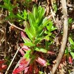 Epilobium stereophyllum Leaf