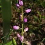 Polygala polygama Λουλούδι