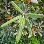 Rhododendron degronianum Blatt