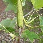 Liriodendron chinense 果實