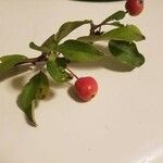 Malus halliana List