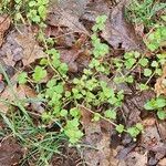 Veronica hederifolia Leaf