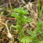 Alchemilla australis अन्य