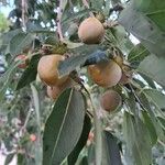 Diospyros virginiana Hoja