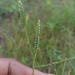 Paspalum scrobiculatum Blüte