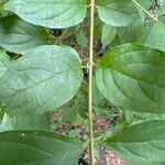 Viburnum costaricanum Ліст