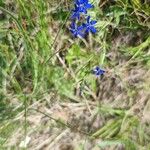 Gentiana nivalisFleur