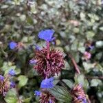 Ceratostigma willmottianumFlors