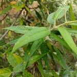 Astrotricha floccosa Leaf