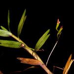 Dendrobium cleistogamum Hàbitat